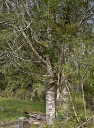 Image: K.A. Ford © Landcare Research 2015 